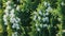 Panoramic closeup shot of Immature seed cones on a thuja tree in the daylight