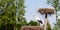 Panoramic closeup of a white stork in a nest