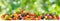 Panoramic collection bright fresh fruits and vegetables on blurred green