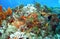 Panoramic Coral Reef View Displays a Galaxy of Colors