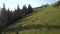 Panoramic countryside landscape with grazing cows.