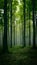 Panoramic daylight view captures the serene beauty of the forest