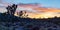 Panoramic desert landscape sunset in Joshua Tree National Park