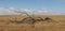 panoramic of a fallen dead native tree left to become native animal habitat by the edge of a farm field in rural Victoria,