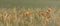 Panoramic of Field of wheat and poppies reflected by the sun