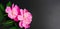 Panoramic Floral background with pink peony flowers