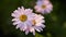 Panoramic floral background with place for text. beautiful flowers of daisies close-up. pink flowers macro photography on a green