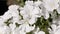 Panoramic floral banner. beautiful large white flowers in the summer garden. delicate floral background