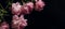 Panoramic floral banner. bouquet of pink peonies on a black background with place for text. minimalistic composition in a dark key