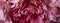 Panoramic floral banner. pink peony petals close-up. flower texture in macro photo. moody floral, dark key