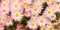 Panoramic floral wallpaper with pink chrysanthemum flowers