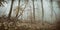 Panoramic Foggy Forest Wilderness in Autumn, vintage camera FX