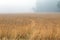 Panoramic foggy rainy wet weather on field of yellow wheat, rye, barley against background of gray sky and forest.