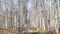 The panoramic footage of spring park at sunny day, shadow of black trunks of trees at clear weather