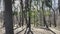 The panoramic footage of spring park at sunny day, shadow of black trunks of trees at clear weather