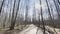 The panoramic footage of spring park at sunny day, shadow of black trunks of trees at clear weather