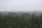 Panoramic Forest in the morning mist with far horizon in the mountain. Spruce tops in fog in autumn