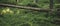 Panoramic forest nature environment green foliage plants and felling tree center of composition soft focus scenic environment