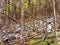 Panoramic of frozen tree trunks in glacier area Frozen forest track. Glaciers and Mountaineering. Landscape and extreme nature