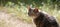 Panoramic garden cat