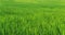 Panoramic green grass fields. Grass backgrounds