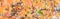 Panoramic green, orange, yellow, red fall leaves color of Bradford pear or Pyrus calleryana tree