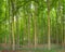 Panoramic Green woods in Tervuren park