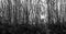 Panoramic greyscale shot of tall branches of plants