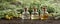 Panoramic header of three essential oil bottles with fresh blooming Santolina plant