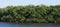 Panoramic of healthy mangrove forest