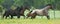 Panoramic of horse herd running in green field