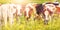 Panoramic image of dutch dairy cows in summer