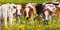 Panoramic image of dutch dairy cows in summer