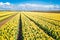 Panoramic image of a large field with bright yellow flowering tu
