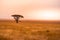 Panoramic image of a lonely acacia tree in Savannah in Serengeti National Park, Tanzania - Safari in Africa