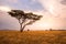 Panoramic image of a lonely acacia tree in Savannah in Serengeti National Park, Tanzania - Safari in Africa