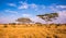 Panoramic image of a lonely acacia tree in Savannah in Serengeti National Park, Tanzania - Safari in Africa