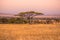 Panoramic image of a lonely acacia tree in Savannah in Serengeti National Park, Tanzania - Safari in Africa