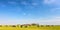 Panoramic image of milk cows on the Dutch island of Texel