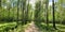 Panoramic image of the straight path in the forest among birch trunks in sunny weather, sun rays break through the