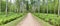 Panoramic image of the straight path in the forest among birch trunks in sunny weather, sun rays break through the