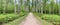Panoramic image of the straight path in the forest among birch trunks in sunny weather, sun rays break through the