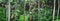 Panoramic image of tropical forest on Oahu island