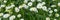 Panoramic image with white daisies in grass