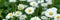 Panoramic image with white daisies in grass