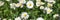 Panoramic image with white daisies in grass