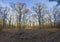 Panoramic image of winter forest free of leaves with long shadows under low sun