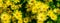 Panoramic image of yellow daisies