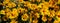 Panoramic image of yellow daisies.