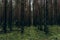 Panoramic landscape of dark forest with straight tree trunks and green grass, which gives an gloomy feeling. A thick, ominous